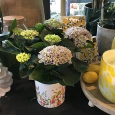 Hortensia Magical met pot