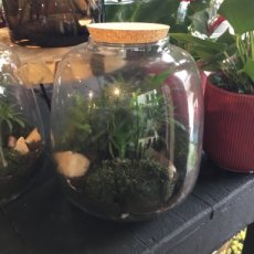 Terrarium