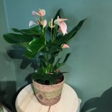 Anthurium in mand( pastel)