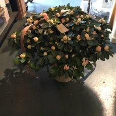 Azalea in de pot xl