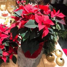 Kerstroos in aangepaste pot