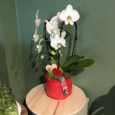 Orchidee in pot( rood)