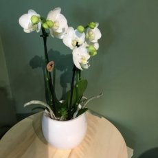 Orchidee in pot wit