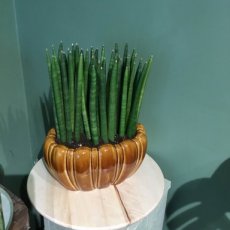 Sanserveria in cognackleurige pot
