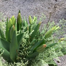 Tulpenboeket kleuren van de dag( 30stuks)